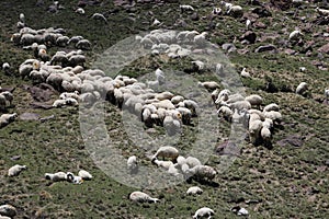 Aerial view of flock of sheep