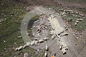 Aerial view of flock of sheep