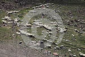 Aerial view of flock of sheep