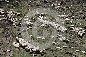 Aerial view of flock of sheep