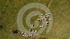 Aerial view of flock of sheep. Aerial landscape