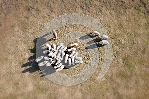 Aerial view of a flock of sheep and donkey