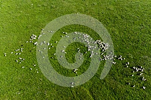 Aerial view of a flock of sheep grazing  in the green field on a sunny day