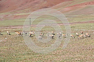 Aerial view of flock of Tibetan antelopes grazing in field