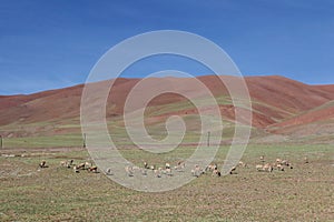 Aerial view of flock of Tibetan antelopes grazing in field