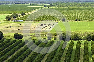 Aerial view of Florida farmlands with rows of orange grove trees growing on a sunny day