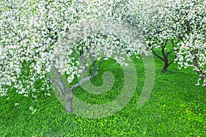 Aerial view of flowering apples orchard on spring day. spring scenery