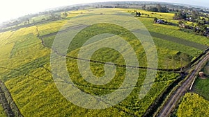 Aerial view of flowering canola fields