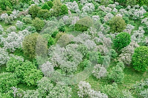 Aerial view of flowering fruit trees in apple orchard. spring background