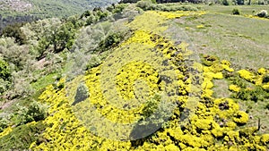 Aerial view of the flowering of the Piornos, over the hills of Burgos, Spain.