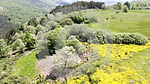 Aerial view of the flowering of the Piornos, over the hills of Burgos, Spain.