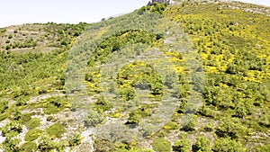 Aerial view of the flowering of the Piornos, over the hills of Burgos, Spain.