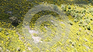 Aerial view of the flowering of the Piornos, over the hills of Burgos, Spain.