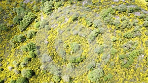 Aerial view of the flowering of the Piornos, over the hills of Burgos, Spain.