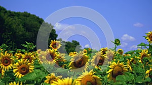 Aerial view of the flowering sunflowers field at noon. 4k Beautiful fields sunflowers. 4k stock footage.