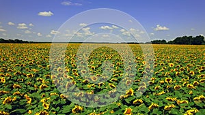 Aerial view of the flowering sunflowers field at noon. 4k Beautiful fields sunflowers. 4k stock footage.