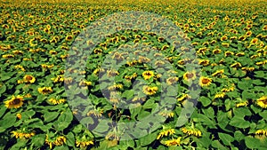 Aerial view of the flowering sunflowers field at noon. 4k Beautiful fields sunflowers. 4k stock footage.