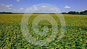 Aerial view of the flowering sunflowers field at noon. 4k Beautiful fields sunflowers. 4k stock footage.