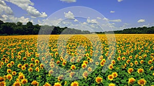 Aerial view of the flowering sunflowers field at noon. 4k Beautiful fields sunflowers. 4k stock footage.