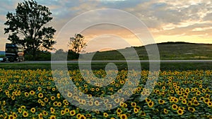 Aerial view: flying along the road with driving cars and trucks near sunflowers field on sunset summer time.