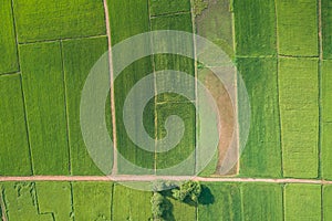 Aerial view from flying drone. Beautiful green area of young rice field or meadow in rainy season