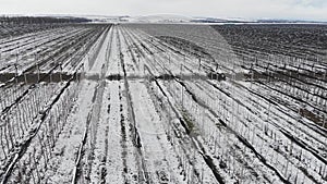 An aerial view of flying over apple orchards in winter while conserving fruit-bearing trees under the snow on a cloudy