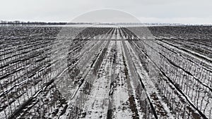 An aerial view of flying over apple orchards in winter while conserving fruit-bearing trees under the snow on a cloudy