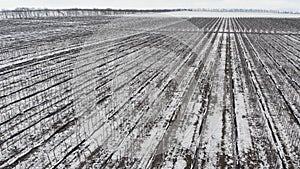 An aerial view of flying over apple orchards in winter while conserving fruit-bearing trees under the snow on a cloudy