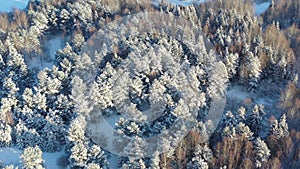 Aerial view flying over snow covered trees forest