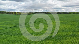 Aerial view flying over young fresh green wheat field. Cloudy sky and forest background