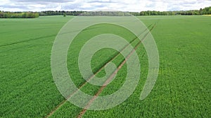 Aerial view flying over young fresh green wheat field. Cloudy sky and forest background