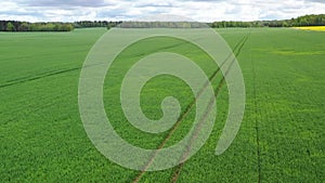 Aerial view flying over young fresh green wheat field. Cloudy sky and forest background