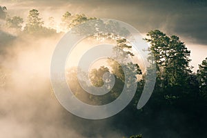 Aerial view of fog touching sunlight covered tree area inside tropical rainforest at sunrise