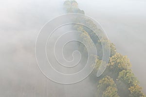 Aerial view of the foggy autumn alley