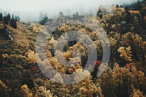 Aerial view of a foggy autumn forest