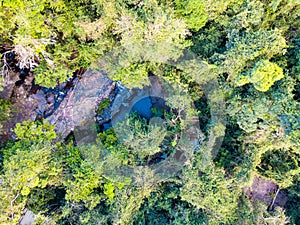 Aerial view of forest