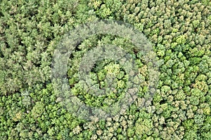 Aerial View of Forest photo