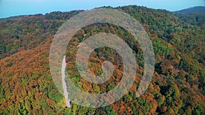 Aerial view of a forest in autumn