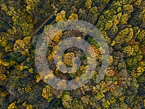 Aerial view of the forest in autumn