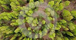 Aerial view of forest flying over spruce conifer treetops. Flight over woods