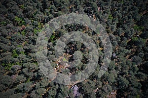 aerial view on the forest of Fontainebleau