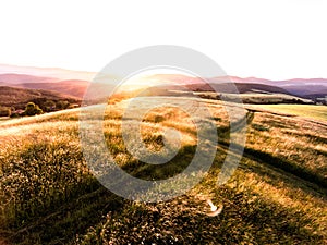 Aerial view of forest and green grassland at sunset.