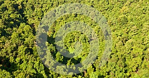 Aerial view forest green tree top view nature from above background landscape wild greenery copy space. Top view tropical rain for