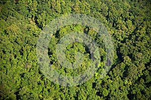 Aerial view forest green tree top view nature from above background landscape wild greenery copy space. Top view tropical rain