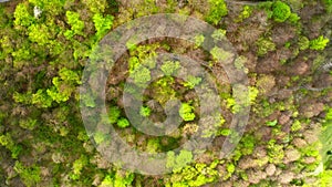 Aerial view of forest landscape in alpine mountains. Video of the small town of Pasturo in Lombardy, North Italy showing