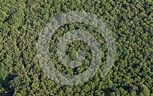 Aerial view of the forest