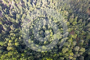 Aerial View of Forest of Redwoods in Northern California