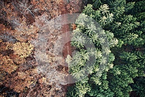 Aerial view of forest road in beautiful autumn. Colorful Trees in yellow, red and green from above.