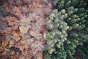 Aerial view of forest road in beautiful autumn. Colorful Trees in yellow, red and green from above.