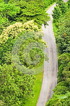 Aerial view of forest road in springtime. Asphalt road through tropical forest, lush foliage with flowers of teak are in bloom